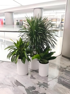 速看！镇海盆景出租价格全解析